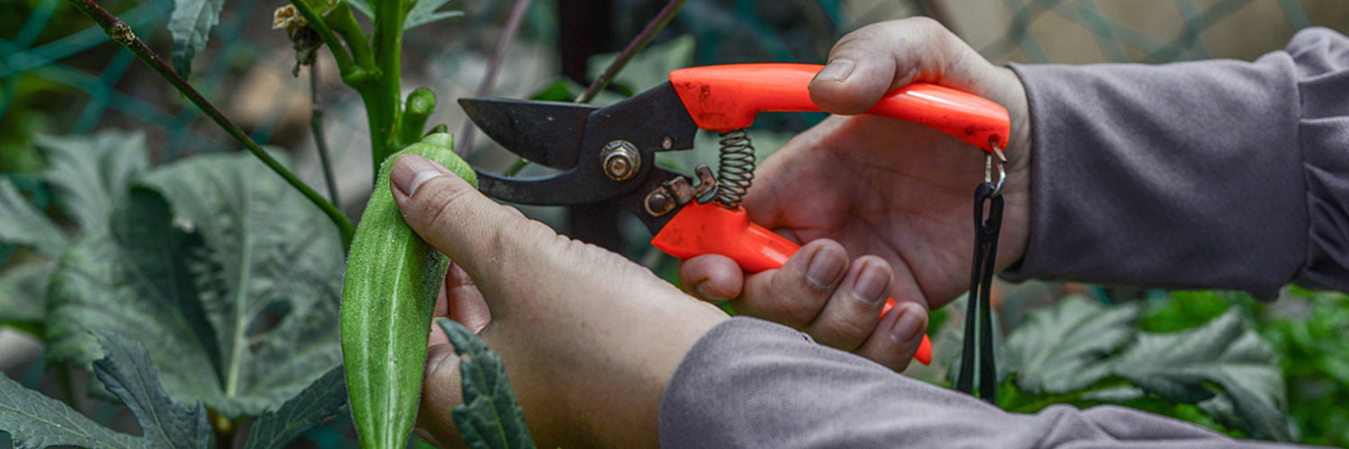 The Ultimate Guide to Garden Tools for Every Green Thumb
